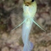 jawfish_yellowhead_dw_wc_v_0544_tci0904.jpg